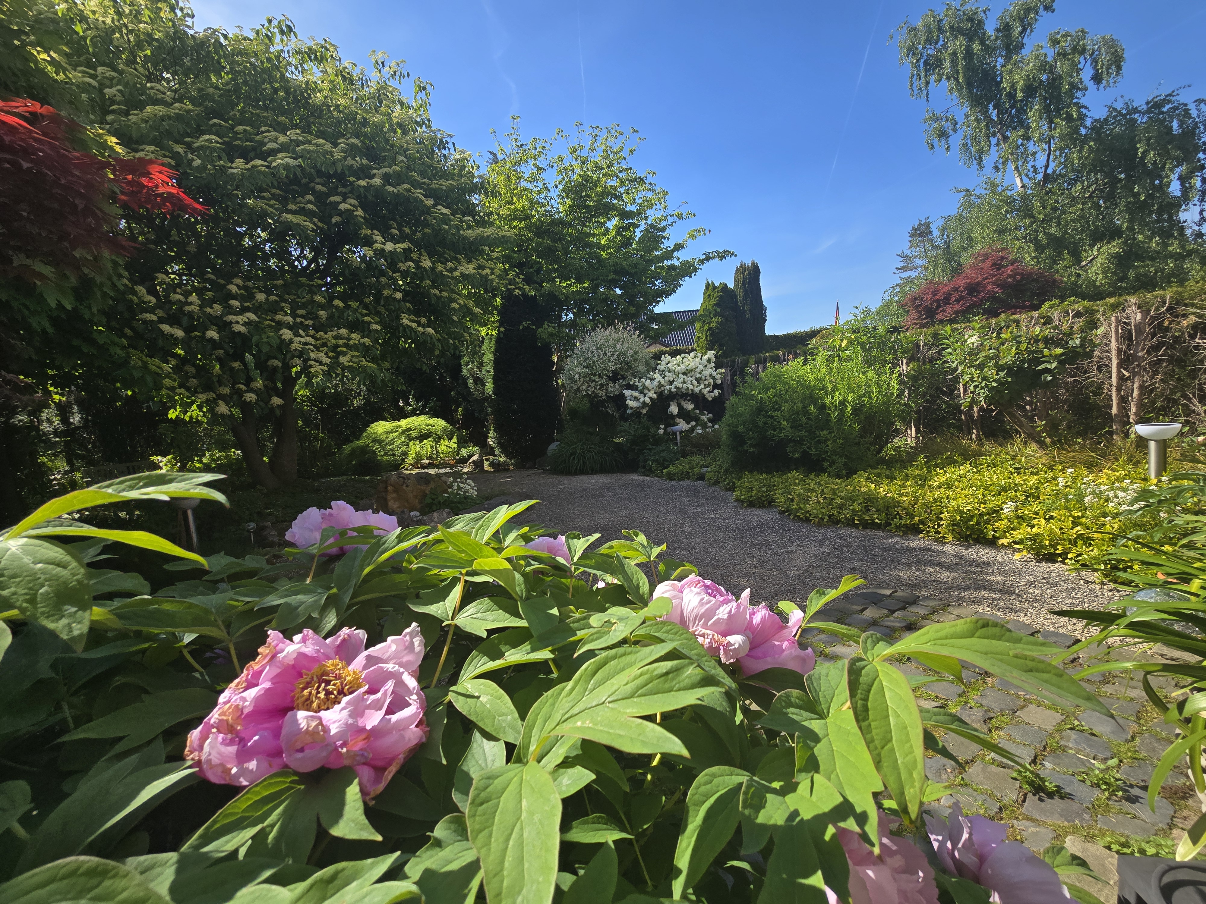 Foto - Impressionen aus dem Garten